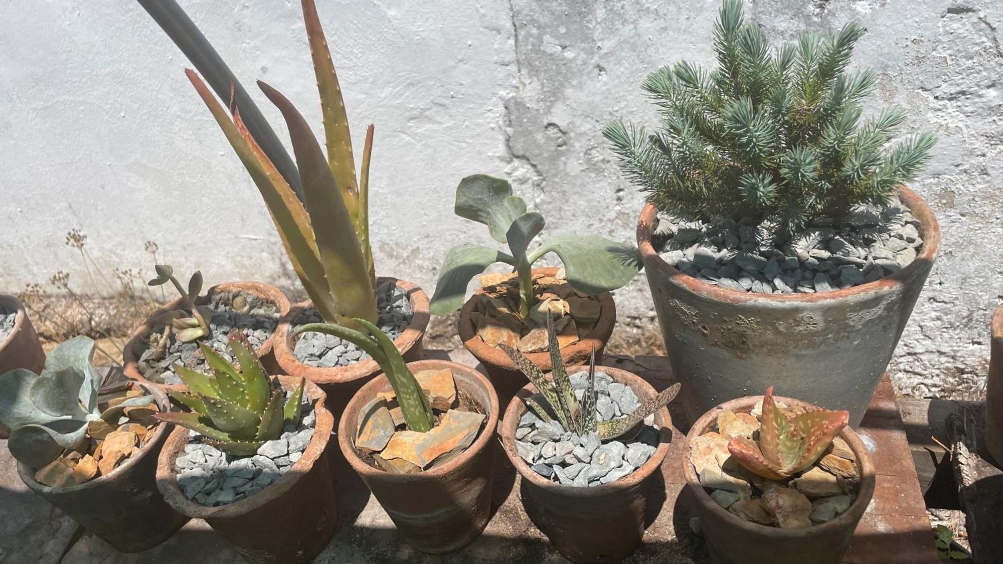 Sesmarias Dos Nobres Villa Azinheira dos Barros Buitenkant foto