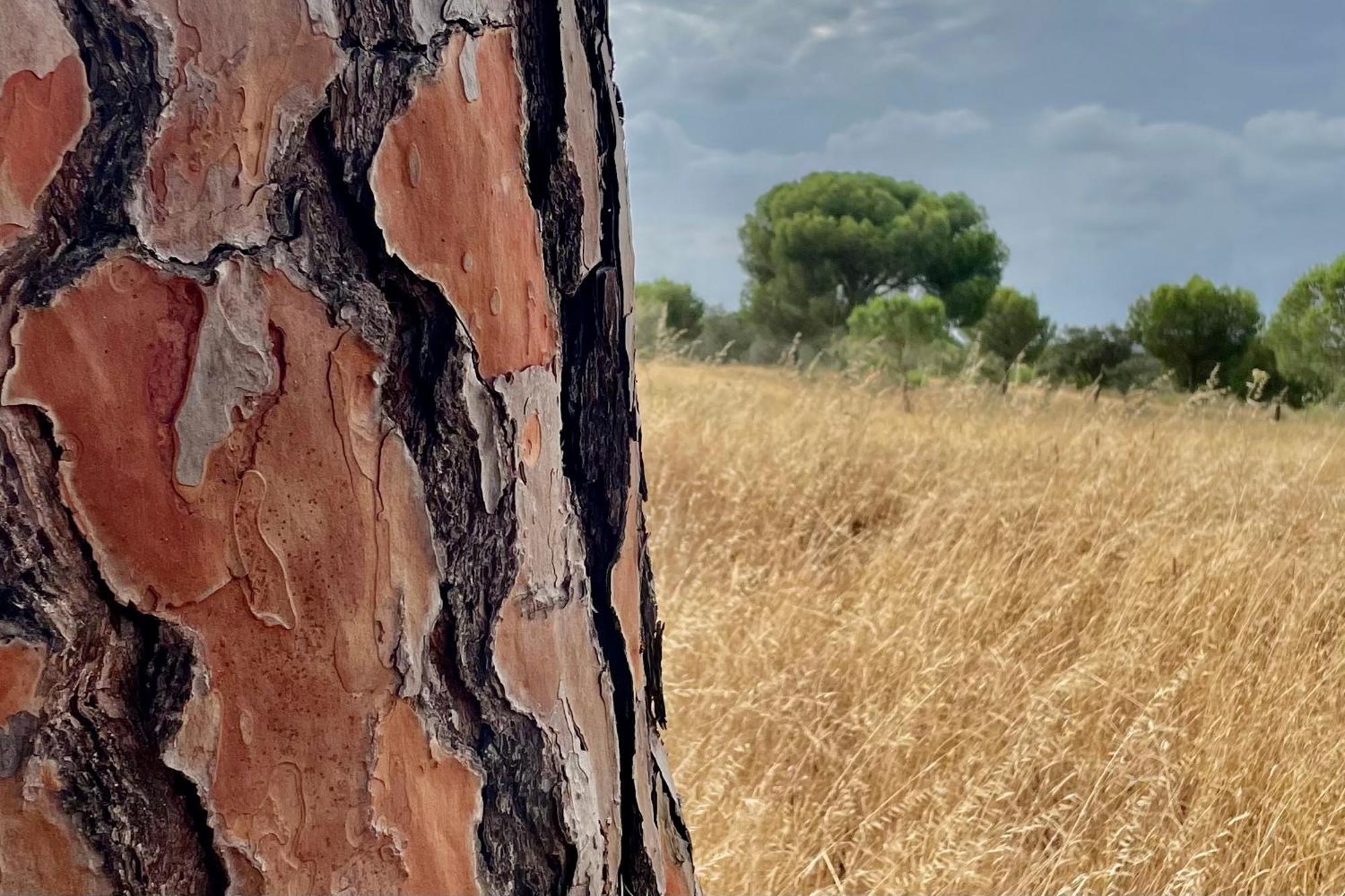 Sesmarias Dos Nobres Villa Azinheira dos Barros Buitenkant foto